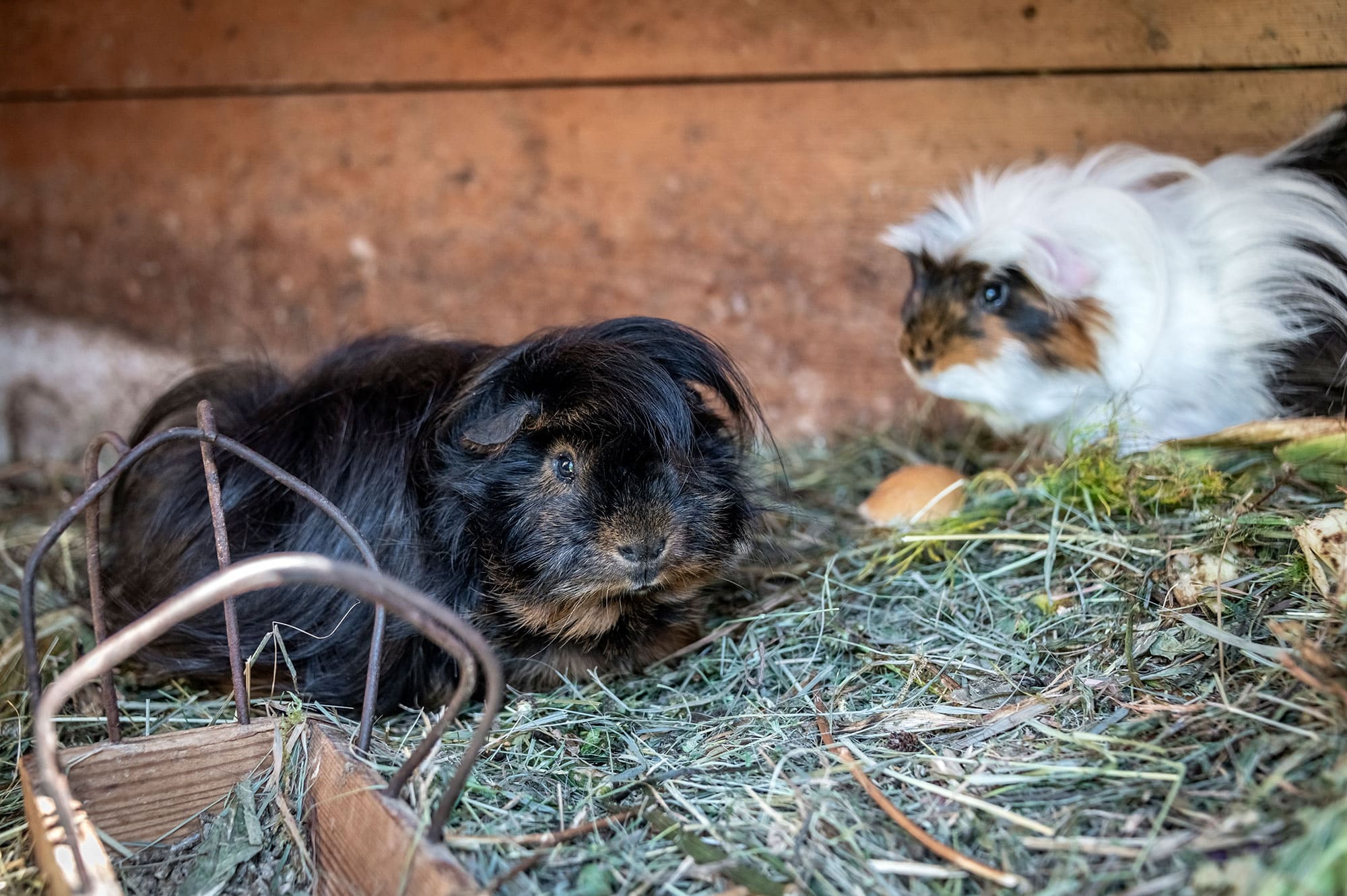 foreserhof-tiere-streichelzoo