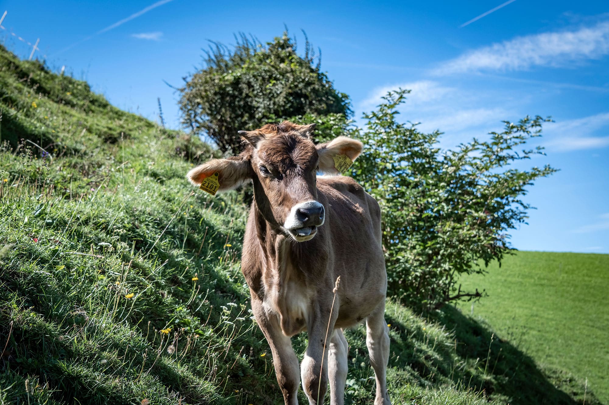 foreserhof-tire-bauernhof